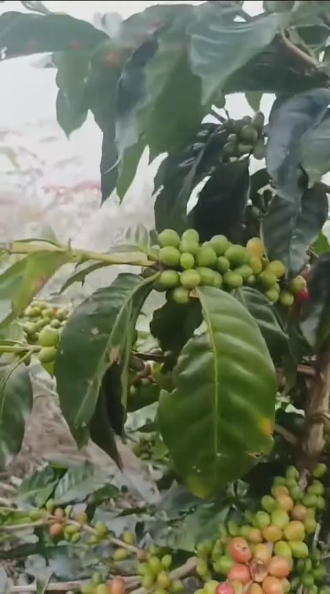 阿拉比卡咖啡树枝与果实