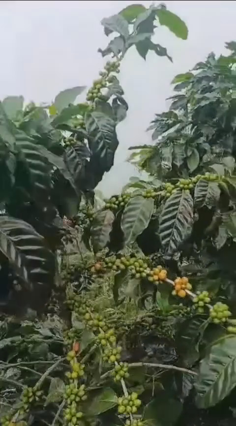 印尼阿拉比卡咖啡园树木与果实